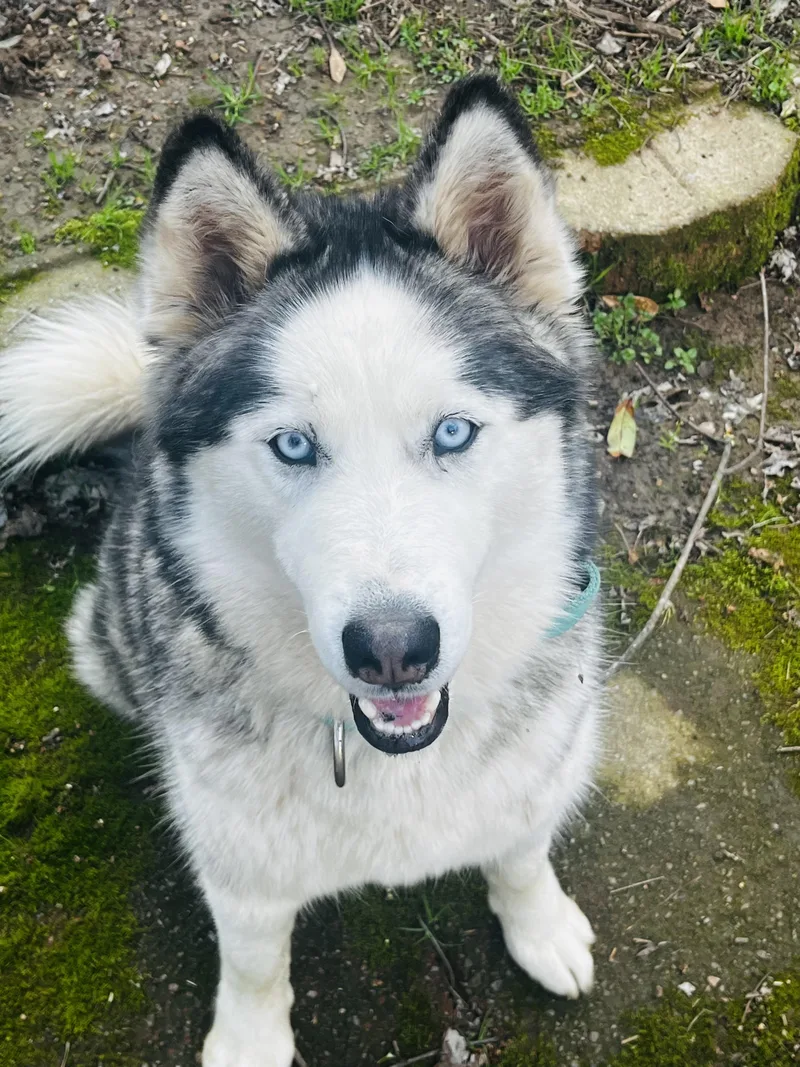 Ella Blue Eyes