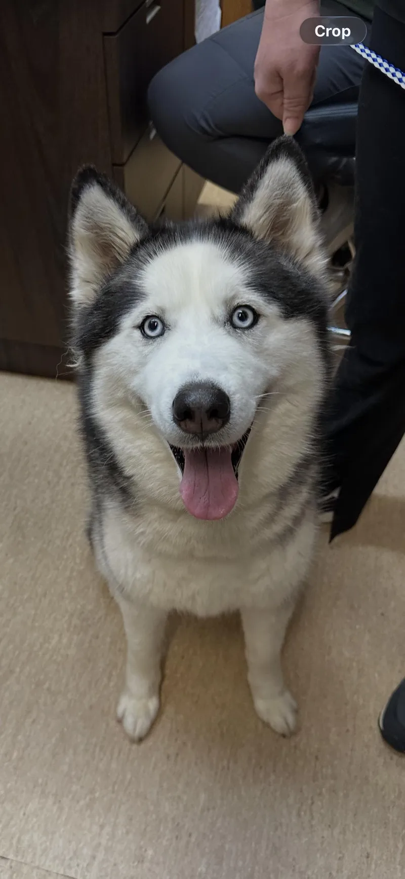 Ella Blue Eyes thumbnail 3