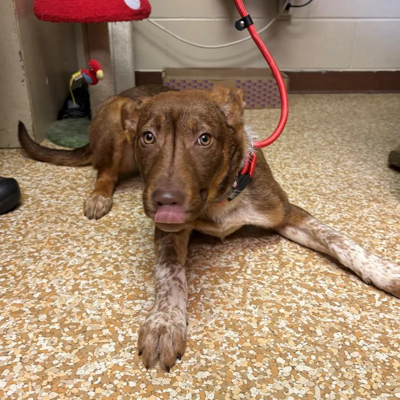 A young medium-sized female Brown / Chocolate Chocolate Labrador Retriever dog named Jenna Finch for adoption in Chehalis, WA