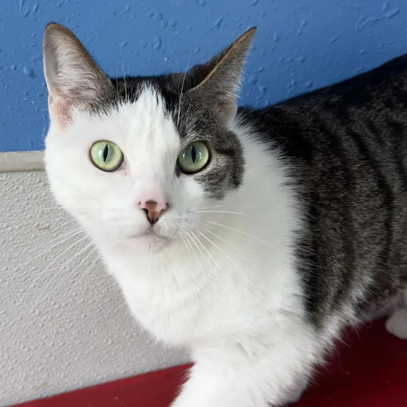 An adult small-sized female Brown / Chocolate Domestic Short Hair cat named Skye for adoption in West Des Moines, IA