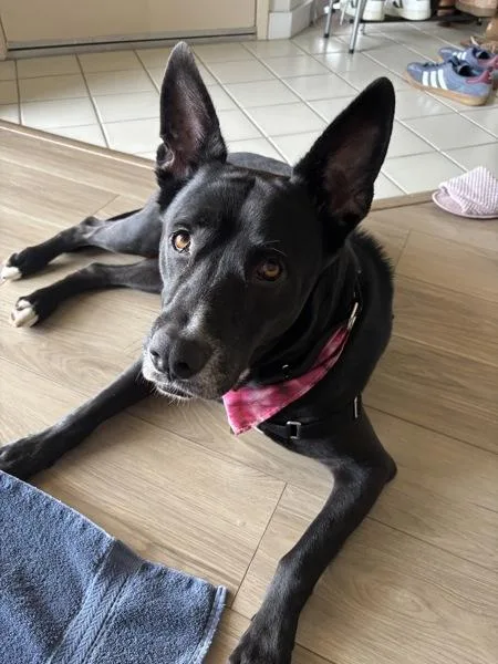 An adult large-sized female German Shepherd Dog dog named Dime for adoption in San Diego, CA