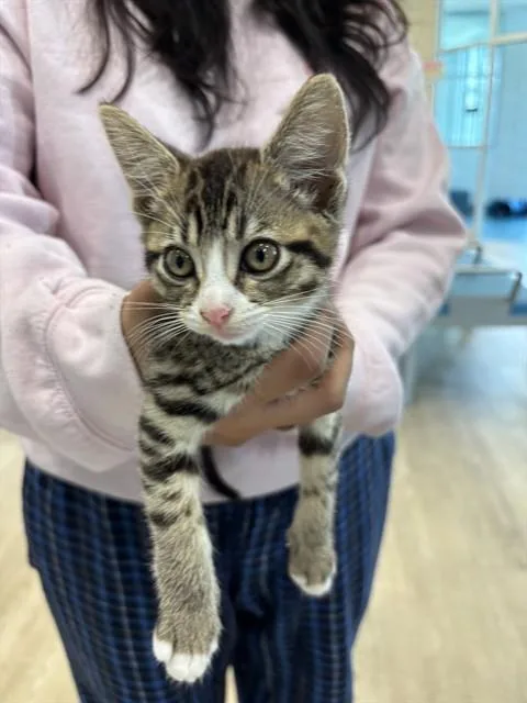 A baby small-sized female Domestic Short Hair cat named Carla for adoption in Pearland, TX