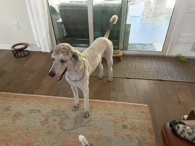 An adult medium-sized male Standard Poodle dog named Luigi for adoption in Sarasota, FL