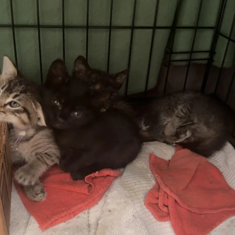 A baby small-sized female Black Domestic Short Hair cat named MeOhMy for adoption in Austin, TX
