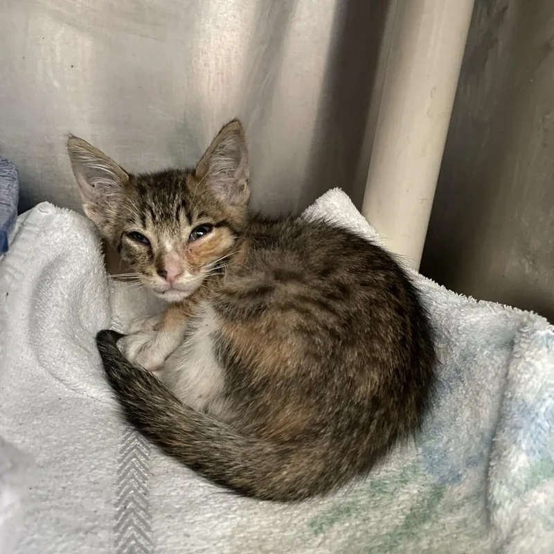 A baby small-sized female Brown / Chocolate Domestic Short Hair cat named Crawfish Crowley for adoption in Carencro, LA