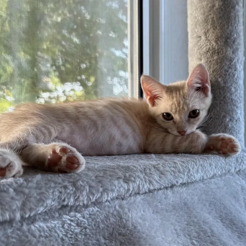 A baby small-sized female Buff / Tan / Fawn Domestic Short Hair cat named Meowith for adoption in Santa Fe, TX