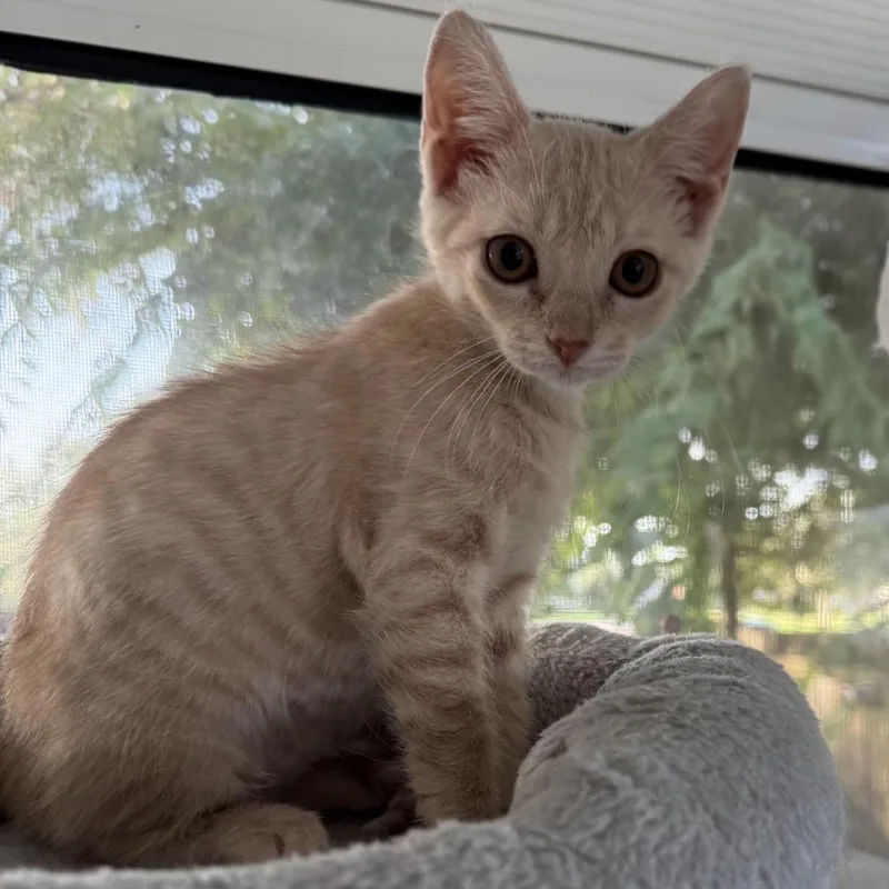 Meowith thumbnail 2