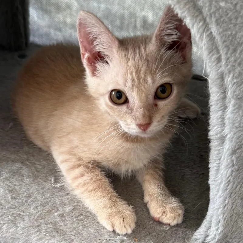 Meowith thumbnail 3