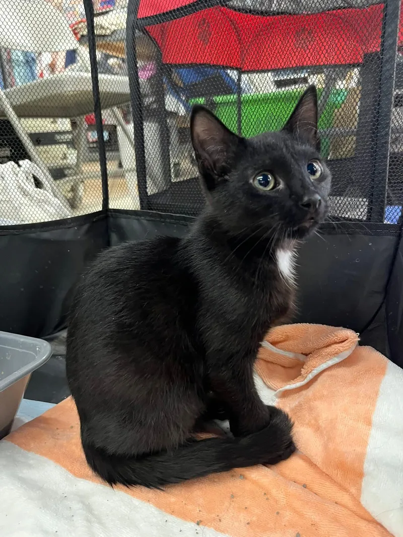 A baby medium-sized male Domestic Short Hair cat named Diesel for adoption in Alexander, NY