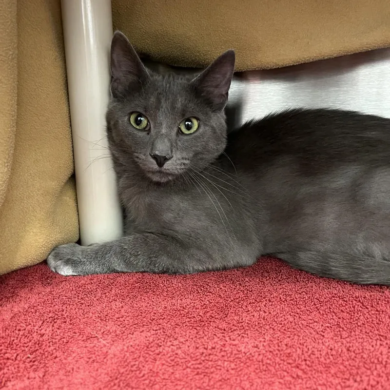 A young medium-sized male Gray / Blue / Silver Domestic Short Hair cat named Myles for adoption in Fort Wayne, IN