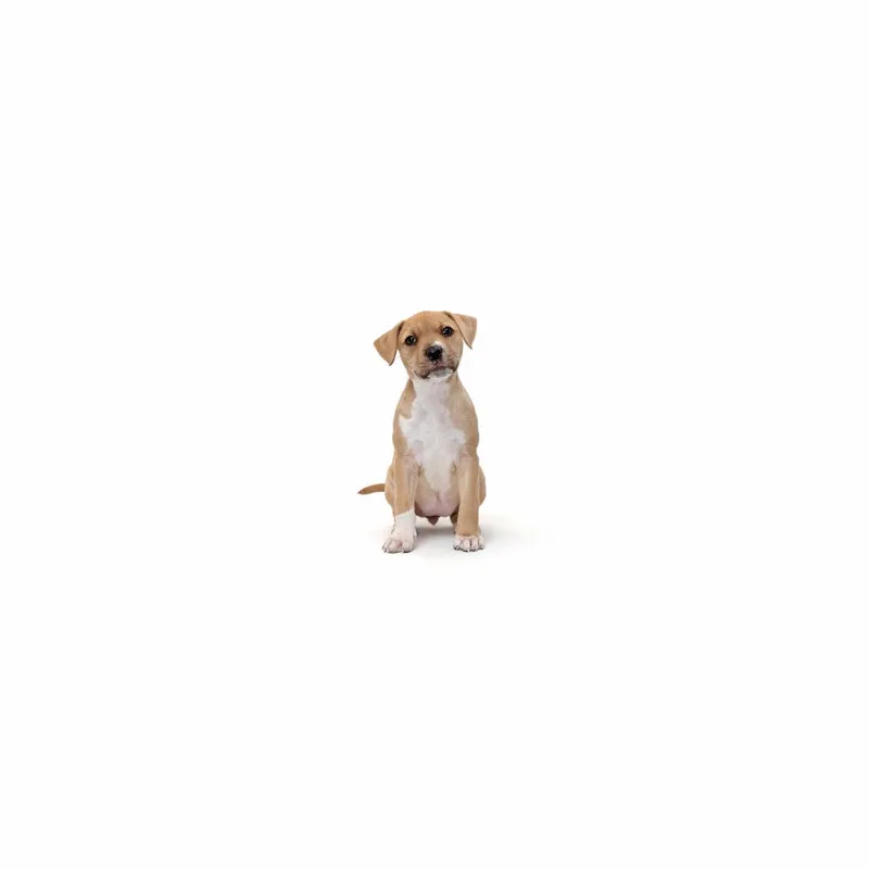 A baby large-sized female Yellow / Tan / Blond / Fawn Mixed Breed dog named Mercedes for adoption in Playa Vista, CA
