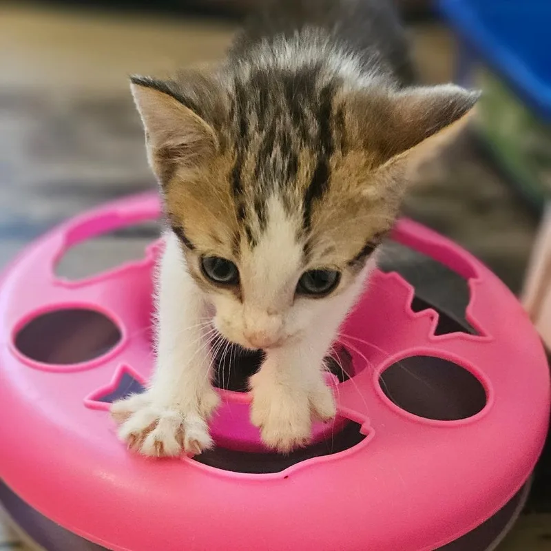 A baby small-sized female Brown / Chocolate Domestic Short Hair cat named Wren for adoption in Newport, TN