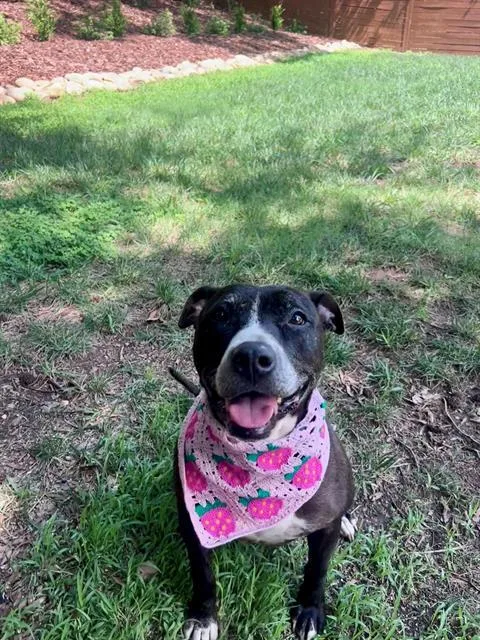 An adult large-sized female Pit Bull Terrier dog named Gladis for adoption in Charlotte, NC