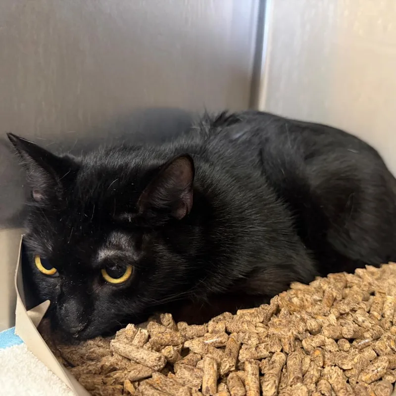 A young medium-sized female Black Domestic Short Hair cat named MONTStray for adoption in Perkiomenville, PA