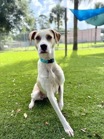 An adult large-sized female Labrador Retriever dog named Pawlyn for adoption in Daytona Beach, FL