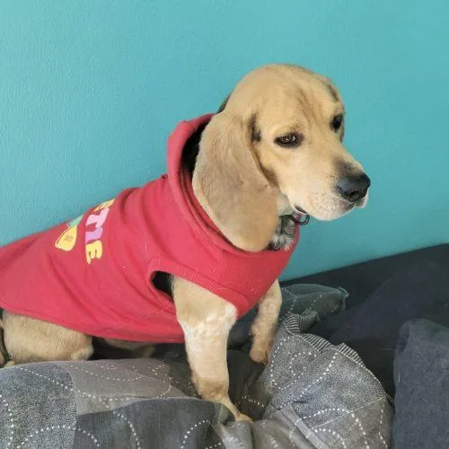 Little Benny