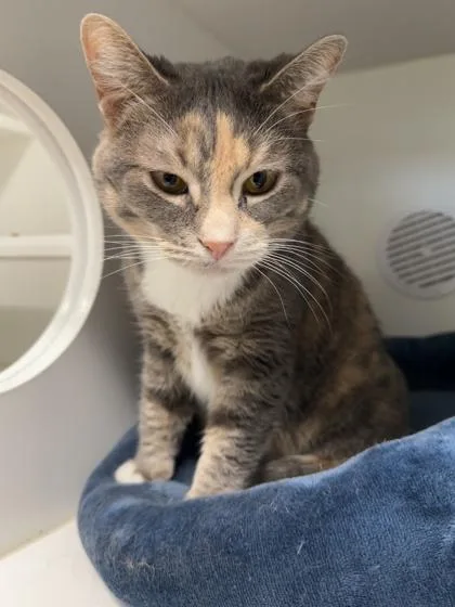 An adult small-sized female Domestic Short Hair cat named Cinnamon for adoption in Traverse City, MI