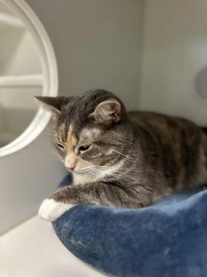 Cinnamon thumbnail 2