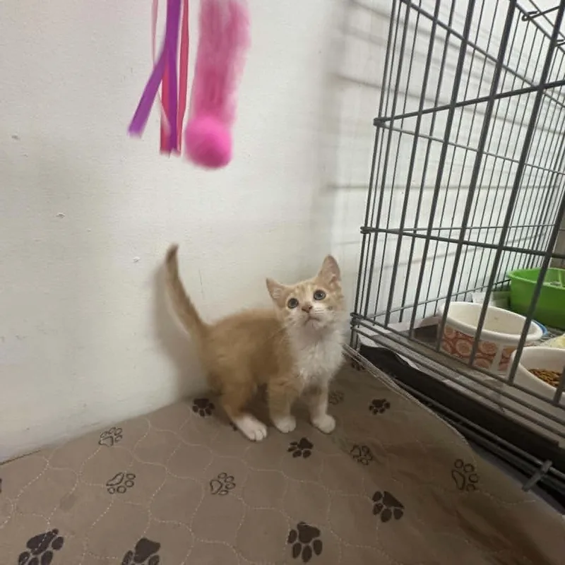 A baby small-sized male Buff & White Domestic Short Hair cat named Maximillian for adoption in Clairton, PA