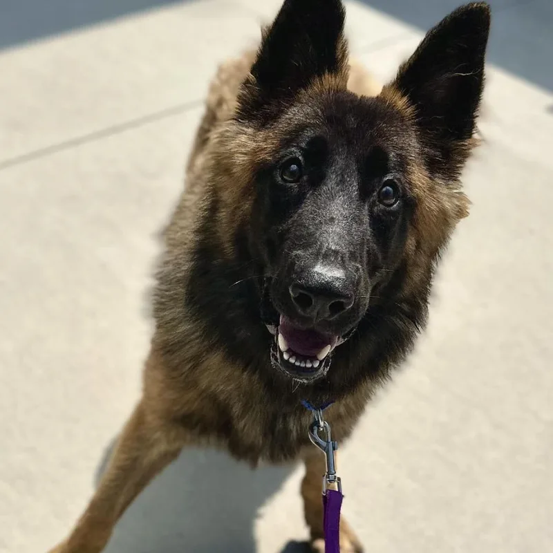 A young medium-sized female Brown / Chocolate Shepherd dog named Lassie for adoption in Matteson, IL