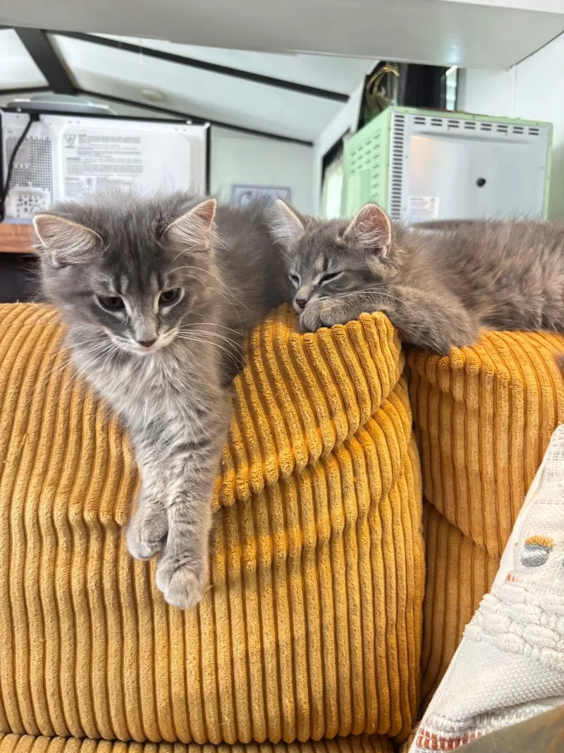A baby medium-sized male Gray & White Maine Coon cat named Fettuccine And Alfredo for adoption in Kenhorst, PA