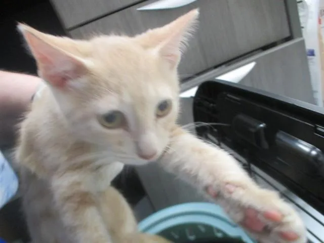A baby small-sized male Domestic Short Hair cat named Beijing for adoption in Ocala, FL