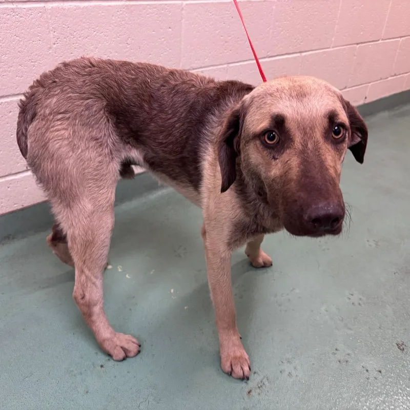An adult medium-sized male Brown / Chocolate Mixed Breed dog named Jack for adoption in Memphis, TN