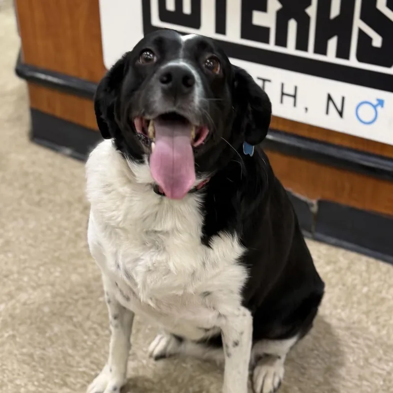An adult medium-sized female Black German Shorthaired Pointer dog named Hazel for adoption in Midland, TX