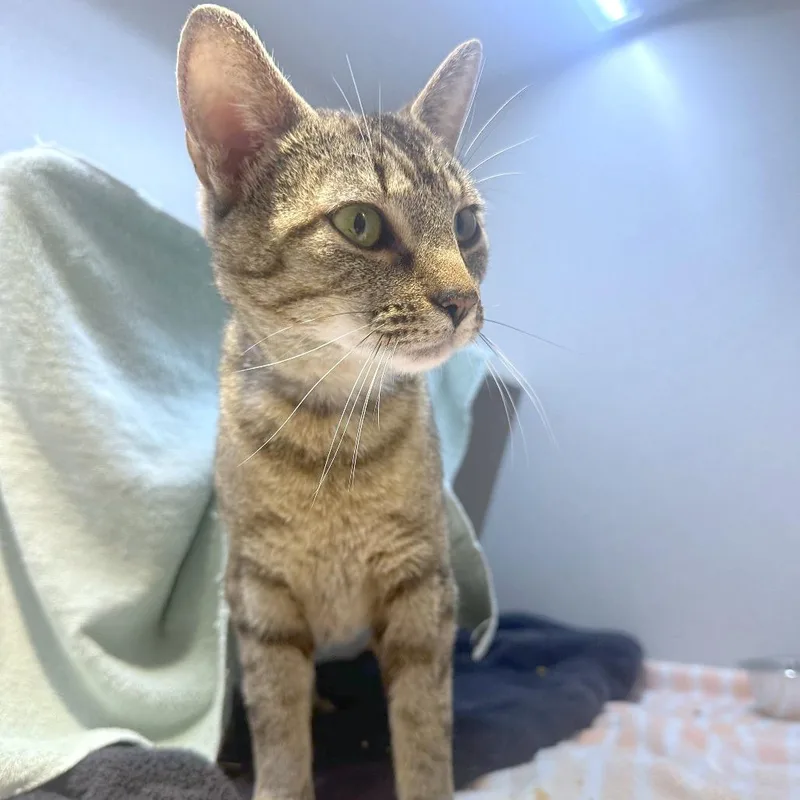 Penelope thumbnail 2