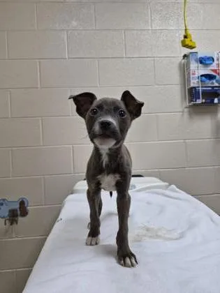 A baby small-sized male Mixed Breed dog named Karl for adoption in Westland, MI