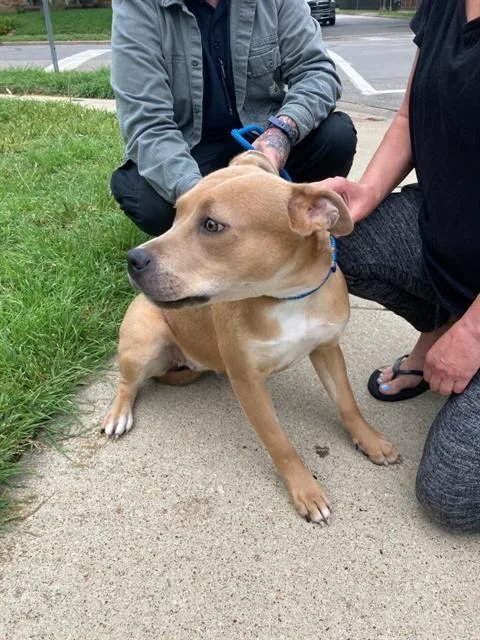 A young large-sized female Mixed Breed dog named Violet for adoption in Dallas, TX