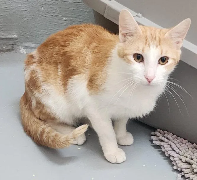 An adult medium-sized female Orange & White Domestic Short Hair cat named Joy for adoption in Wetumpka, AL