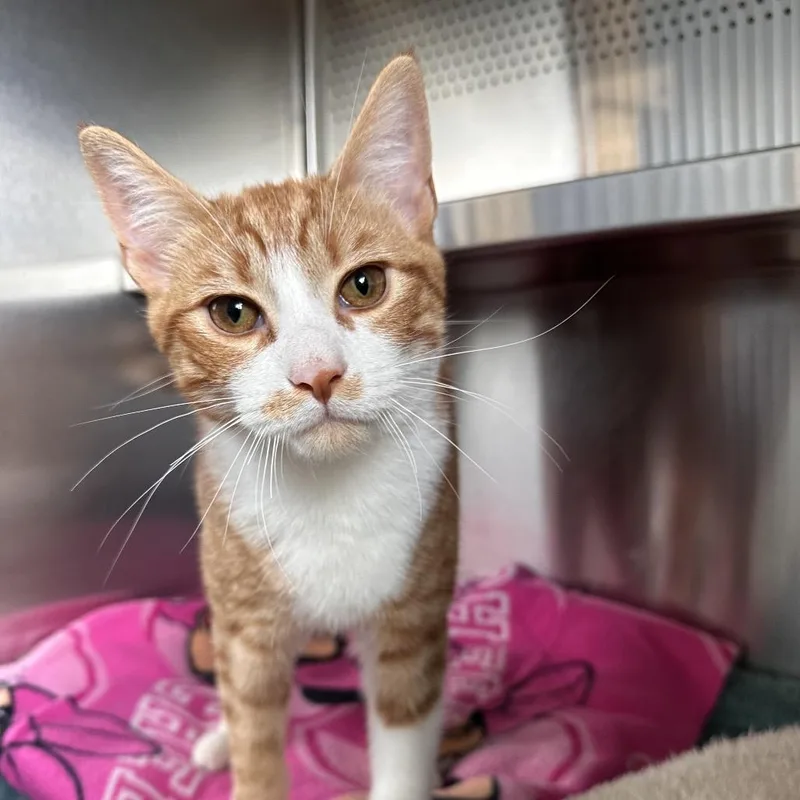 A baby medium-sized male Domestic Short Hair cat named Phoenix for adoption in Sarasota, FL
