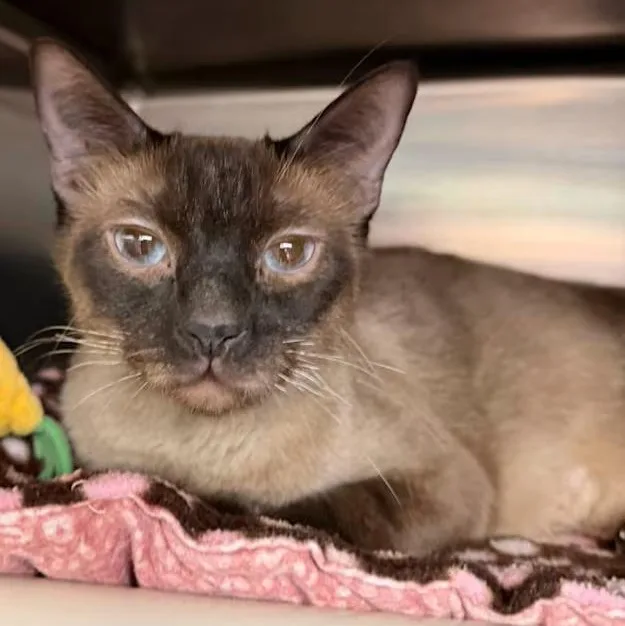 An adult medium-sized female Seal Point Siamese cat named Sahara for adoption in Wyandotte, MI