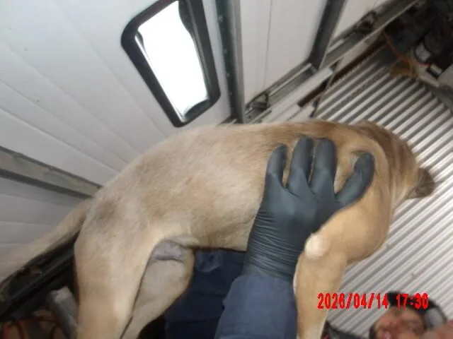 Sam thumbnail 6