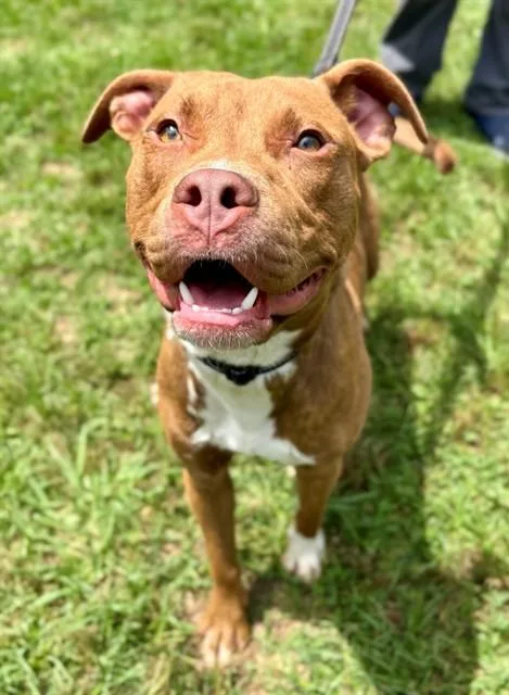 A young medium-sized male American Staffordshire Terrier dog named Cameron for adoption in York, SC