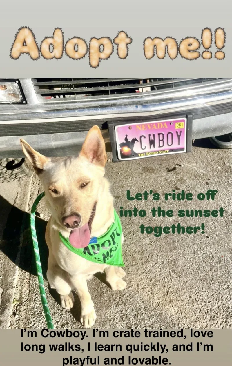 Cowboy thumbnail 6