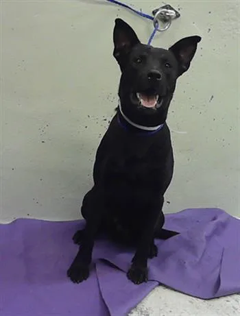 A young medium-sized male Labrador Retriever dog named Robby for adoption in Houston, TX