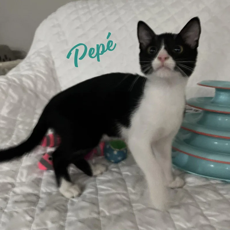 A baby medium-sized male Black & White / Tuxedo Tuxedo cat named Pepé brotherofPeluchín for adoption in Houston, TX