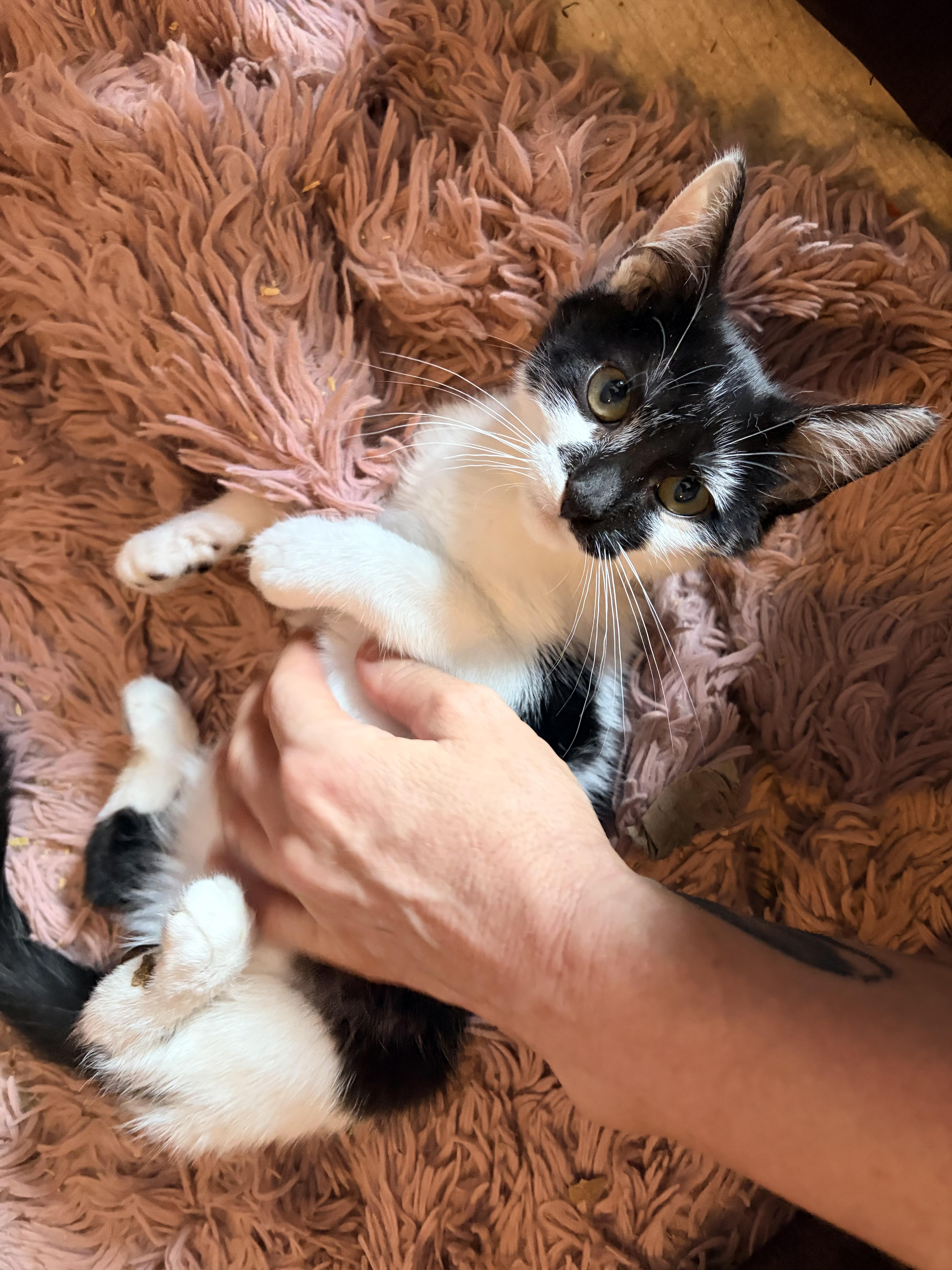 A baby large-sized male Black & White / Tuxedo Tuxedo cat named Chef for adoption in Newark valley, NY