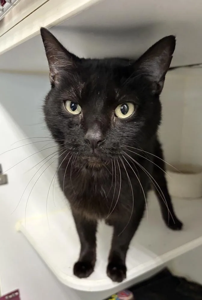 An adult medium-sized female Black Domestic Short Hair cat named Luna for adoption in Rochester, IN