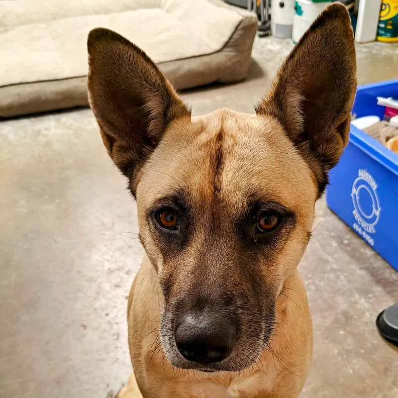 An adult medium-sized male German Shepherd Dog dog named Sparky for adoption in Austin, TX