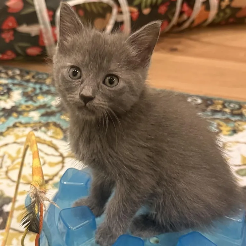 A baby small-sized female Gray / Blue / Silver Domestic Short Hair cat named Margot for adoption in Chapel Hill, NC