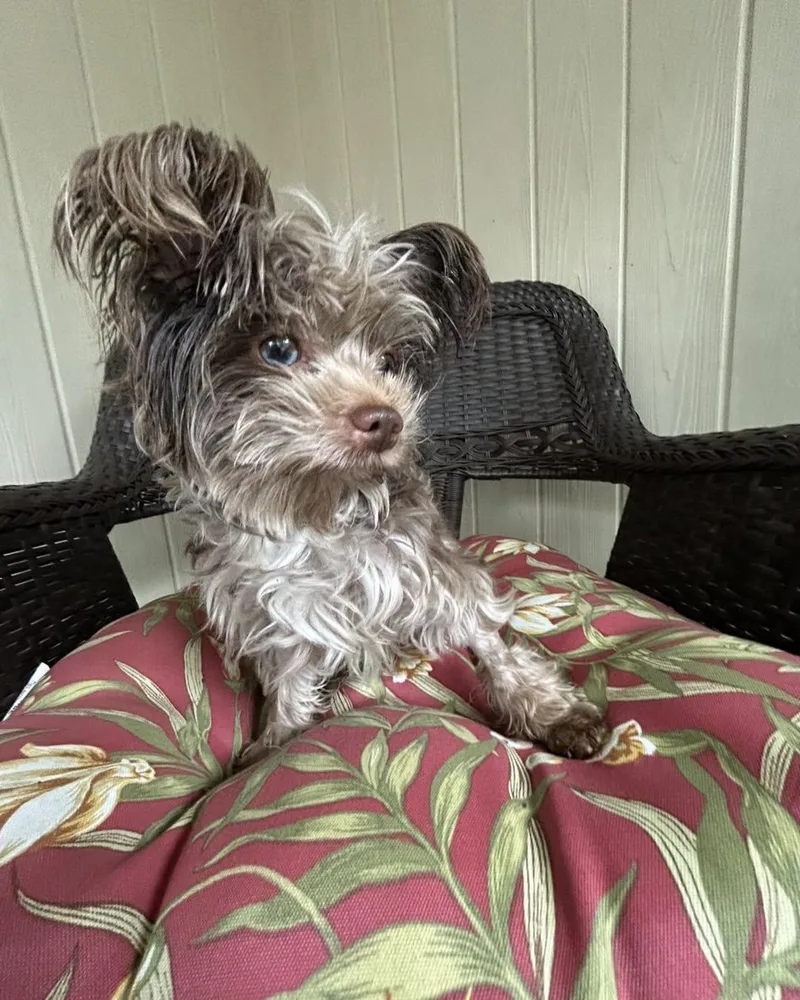 An adult small-sized male Yorkshire Terrier dog named Rudy for adoption in Winsted, CT