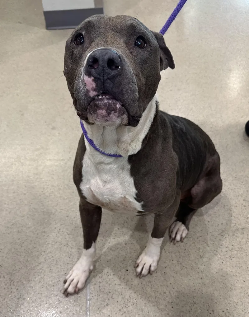 An adult medium-sized female Pit Bull Terrier dog named Charlotte for adoption in Manassas, VA