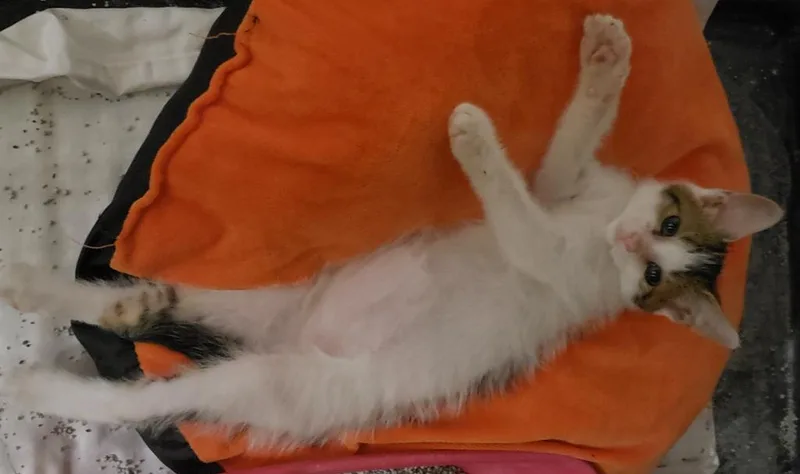 An adult large-sized female Domestic Short Hair cat named Lonnie Lee for adoption in Tampa, FL