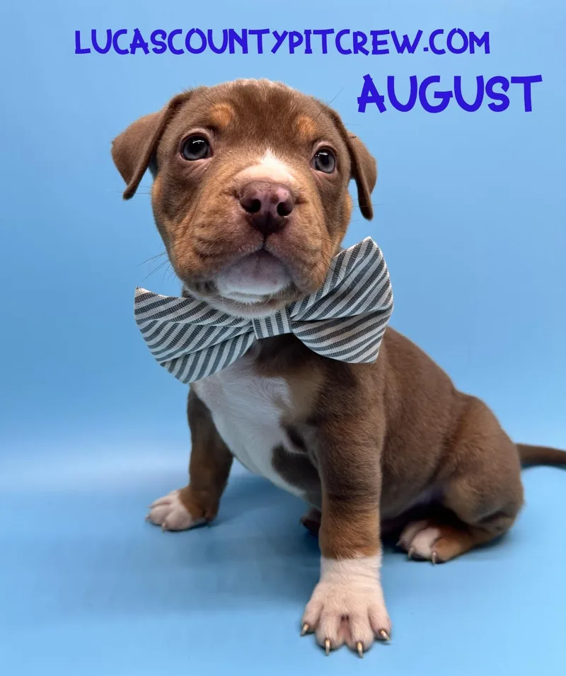 A baby large-sized male Bicolor American Bully dog named August for adoption in Toledo, OH