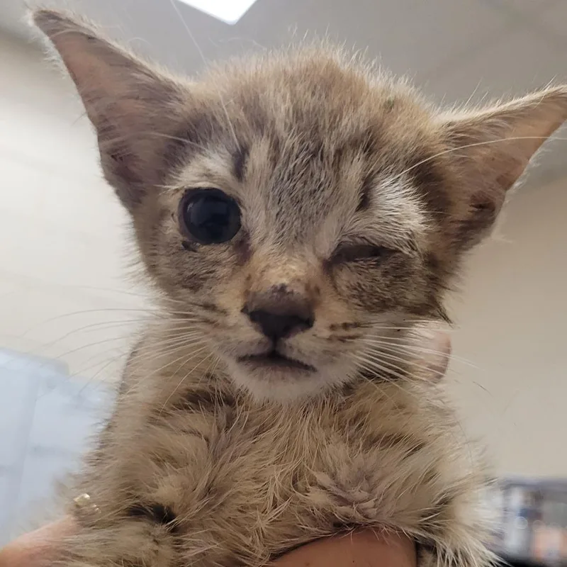 A baby small-sized male Brown / Chocolate Domestic Short Hair cat named Poppy for adoption in Lake Panasoffkee, FL