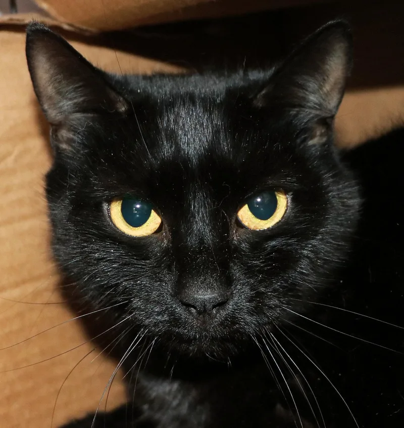 An adult medium-sized female Black Domestic Short Hair cat named Eclipse for adoption in Cincinnati, OH