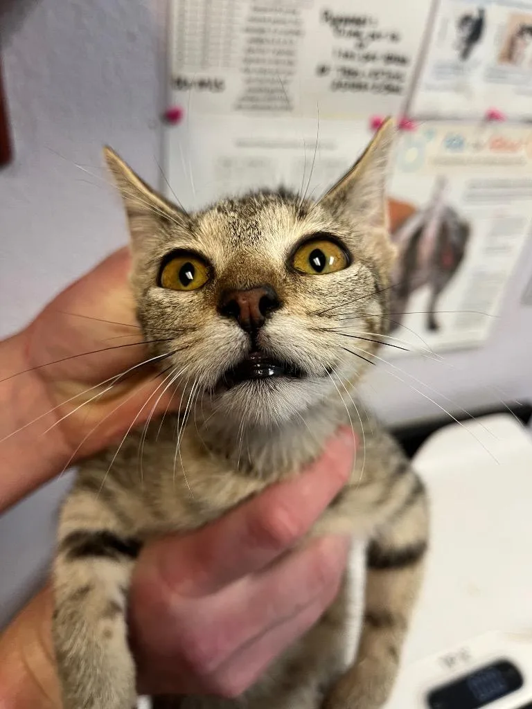 A baby small-sized female Domestic Short Hair cat named Occipital Lobe for adoption in New Braunfels, TX